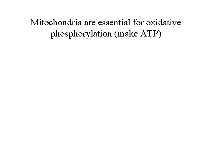 Mitochondria are essential for oxidative phosphorylation (make ATP) 