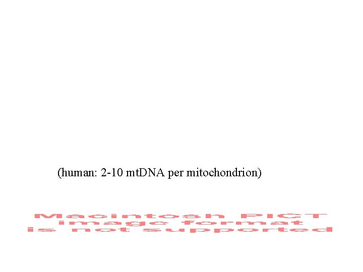 (human: 2 -10 mt. DNA per mitochondrion) 