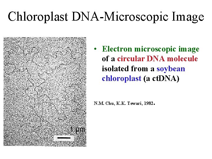 Chloroplast DNA-Microscopic Image • Electron microscopic image of a circular DNA molecule isolated from