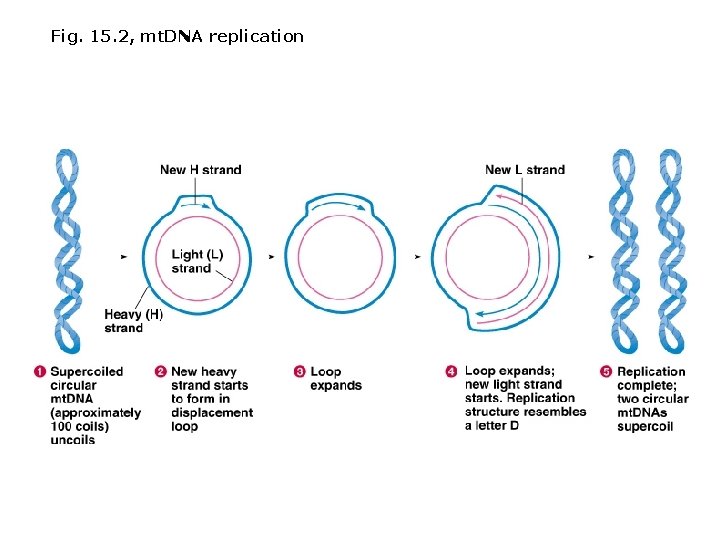 Fig. 15. 2, mt. DNA replication 