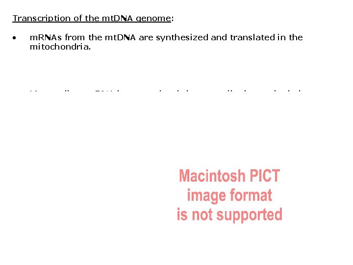 Transcription of the mt. DNA genome: • m. RNAs from the mt. DNA are