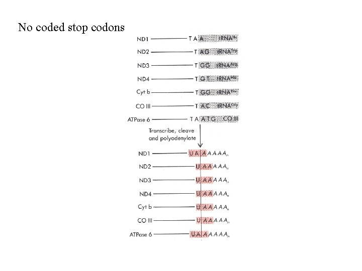 No coded stop codons 
