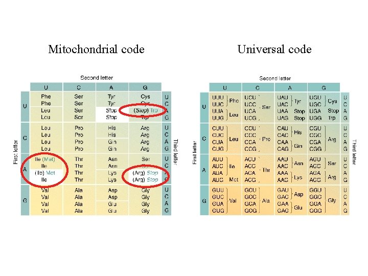 Mitochondrial code Universal code 