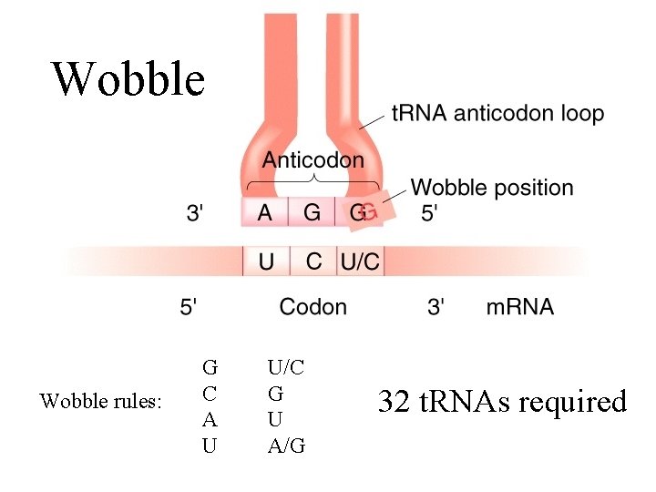 Wobble rules: G C A U U/C G U A/G 32 t. RNAs required