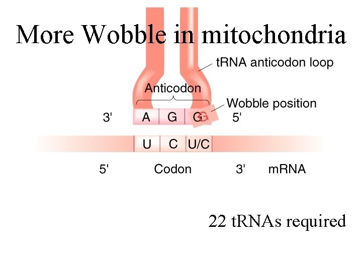 More Wobble in mitochondria 22 t. RNAs required 