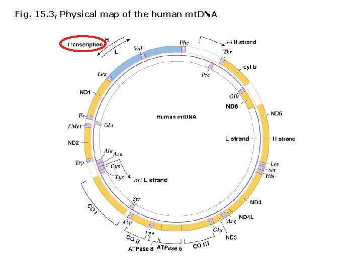 Fig. 15. 3, Physical map of the human mt. DNA 