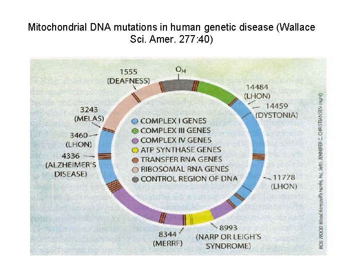 Mitochondrial DNA mutations in human genetic disease (Wallace Sci. Amer. 277: 40) 