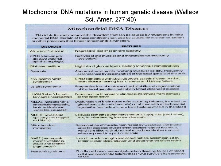 Mitochondrial DNA mutations in human genetic disease (Wallace Sci. Amer. 277: 40) 