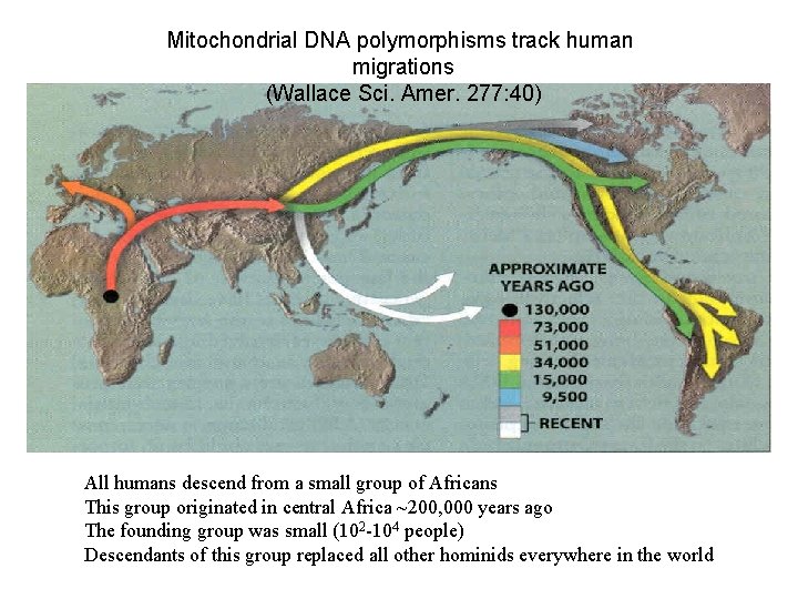 Mitochondrial DNA polymorphisms track human migrations (Wallace Sci. Amer. 277: 40) All humans descend