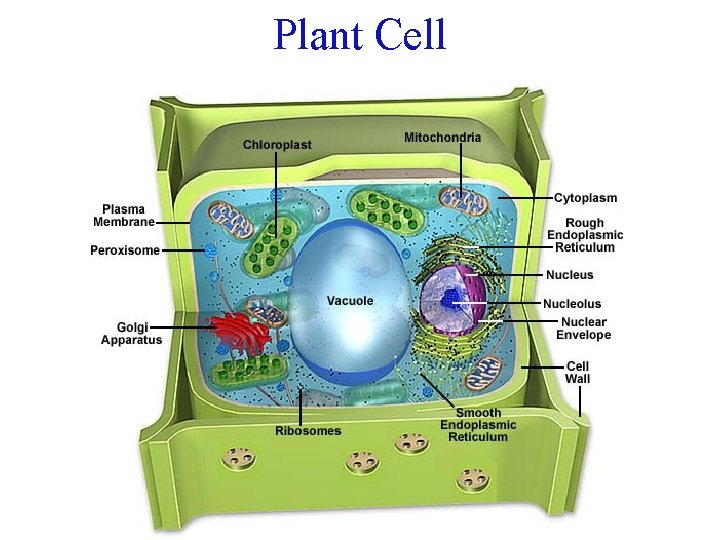 Plant Cell 