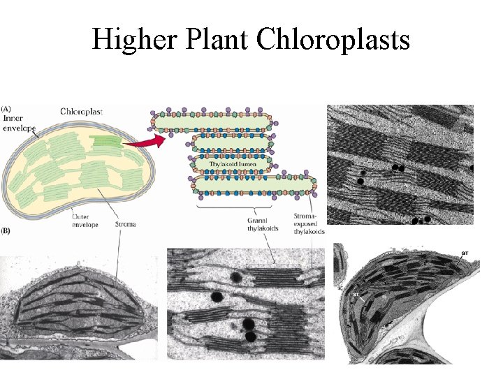 Higher Plant Chloroplasts 