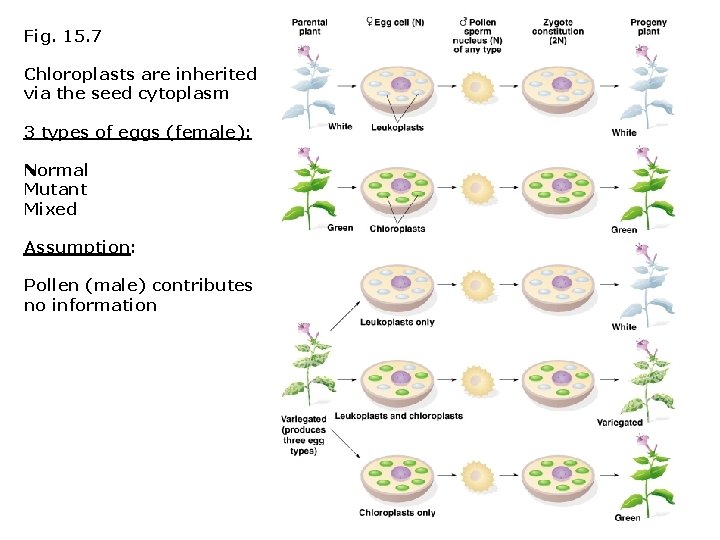 Fig. 15. 7 Chloroplasts are inherited via the seed cytoplasm 3 types of eggs