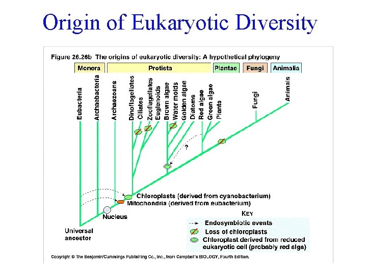 Origin of Eukaryotic Diversity 