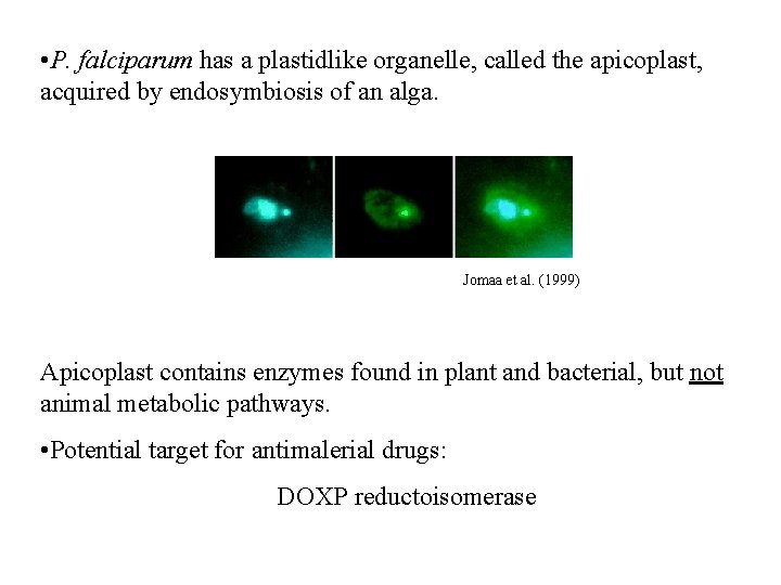  • P. falciparum has a plastidlike organelle, called the apicoplast, acquired by endosymbiosis