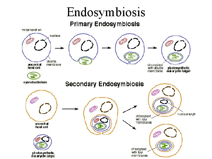 Endosymbiosis 