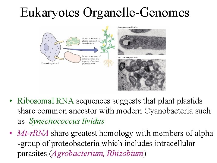 Eukaryotes Organelle-Genomes • Ribosomal RNA sequences suggests that plant plastids share common ancestor with