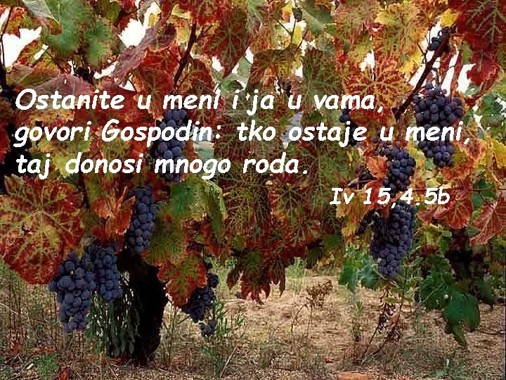 Ostanite u meni i ja u vama, govori Gospodin: tko ostaje u meni, taj Ostanite u meni i ja u vama, govori Gospodin: tko ostaje u meni, taj