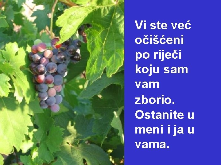 Vi ste već očišćeni po riječi koju sam vam zborio. Ostanite u meni i Vi ste već očišćeni po riječi koju sam vam zborio. Ostanite u meni i