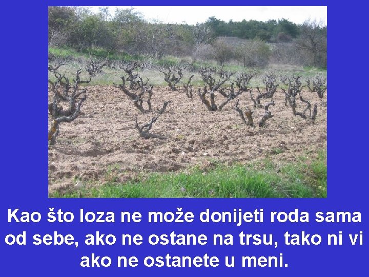 Kao što loza ne može donijeti roda sama od sebe, ako ne ostane na Kao što loza ne može donijeti roda sama od sebe, ako ne ostane na