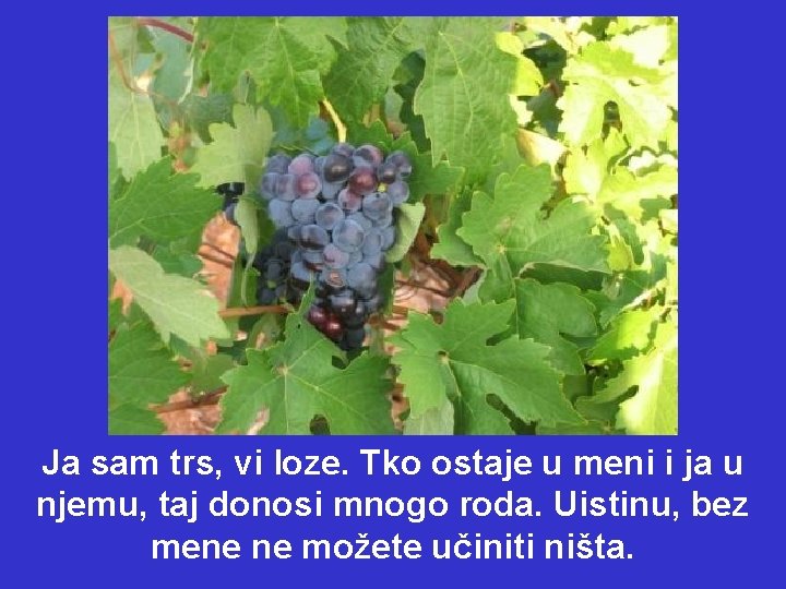 Ja sam trs, vi loze. Tko ostaje u meni i ja u njemu, taj Ja sam trs, vi loze. Tko ostaje u meni i ja u njemu, taj
