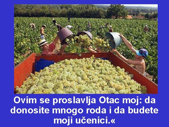 Ovim se proslavlja Otac moj: da donosite mnogo roda i da budete moji učenici. Ovim se proslavlja Otac moj: da donosite mnogo roda i da budete moji učenici.