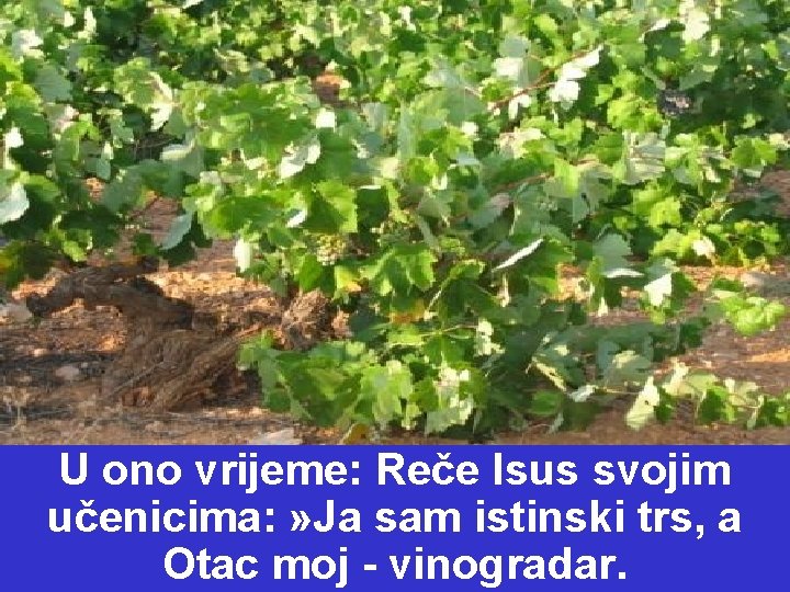 U ono vrijeme: Reče Isus svojim učenicima: » Ja sam istinski trs, a Otac U ono vrijeme: Reče Isus svojim učenicima: » Ja sam istinski trs, a Otac