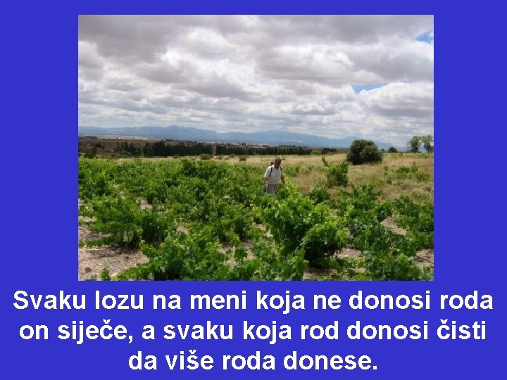 Svaku lozu na meni koja ne donosi roda on siječe, a svaku koja rod Svaku lozu na meni koja ne donosi roda on siječe, a svaku koja rod