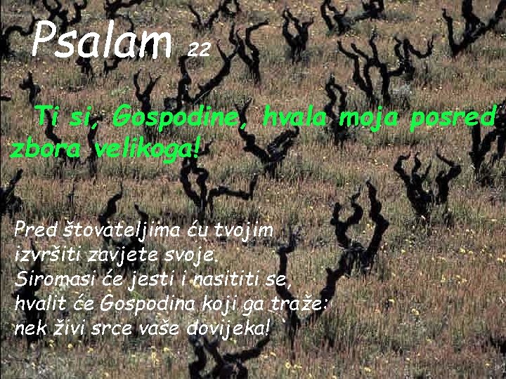 Psalam 22 Ti si, Gospodine, hvala moja posred zbora velikoga! Pred štovateljima ću tvojim Psalam 22 Ti si, Gospodine, hvala moja posred zbora velikoga! Pred štovateljima ću tvojim