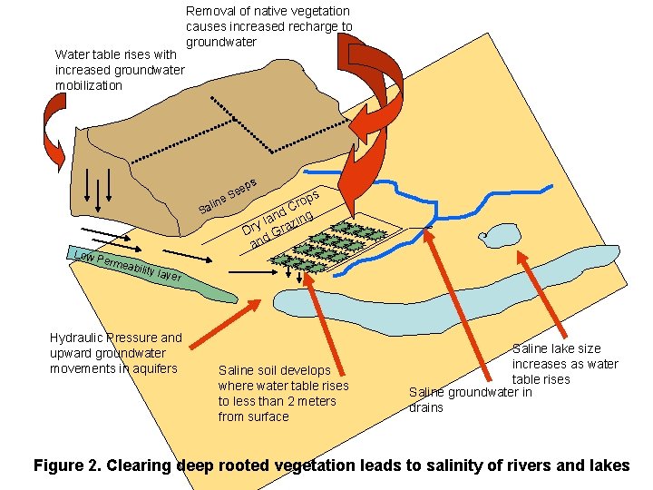 Water table rises with increased groundwater mobilization Removal of native vegetation causes increased recharge