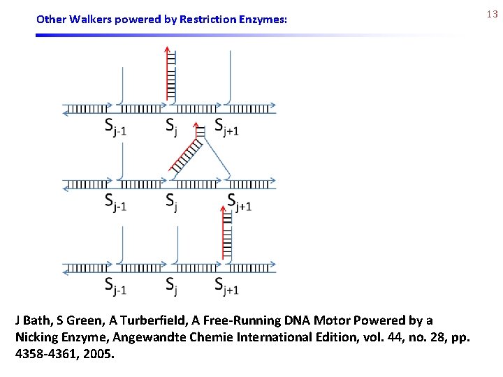 Other Walkers powered by Restriction Enzymes: J Bath, S Green, A Turberfield, A Free