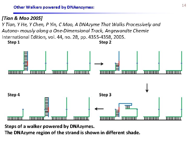 Other Walkers powered by DNAenzymes: [Tian & Mao 2005] Y Tian, Y He, Y