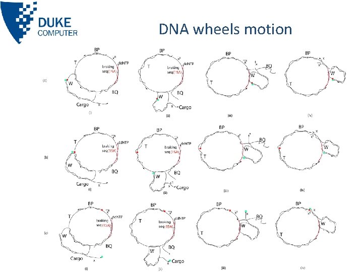 DNA wheels motion 