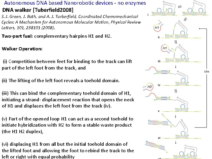Autonomous DNA based Nanorobotic devices - no enzymes DNA walker [Tuberfield 2008] S. J.
