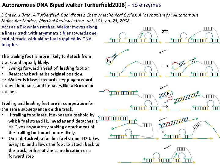 Autonomous DNA Biped walker Turberfield 2008] - no enzymes S Green, J Bath, A