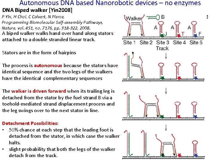 Autonomous DNA based Nanorobotic devices – no enzymes DNA Biped walker [Yin 2008] P