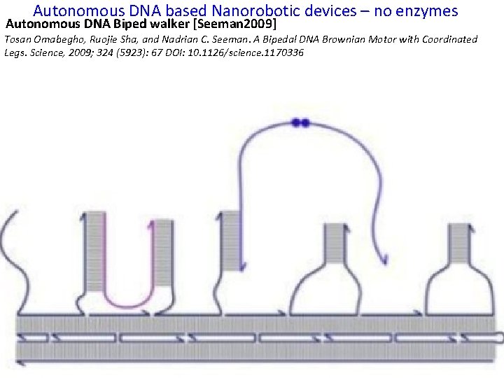 Autonomous DNA based Nanorobotic devices – no enzymes Autonomous DNA Biped walker [Seeman 2009]