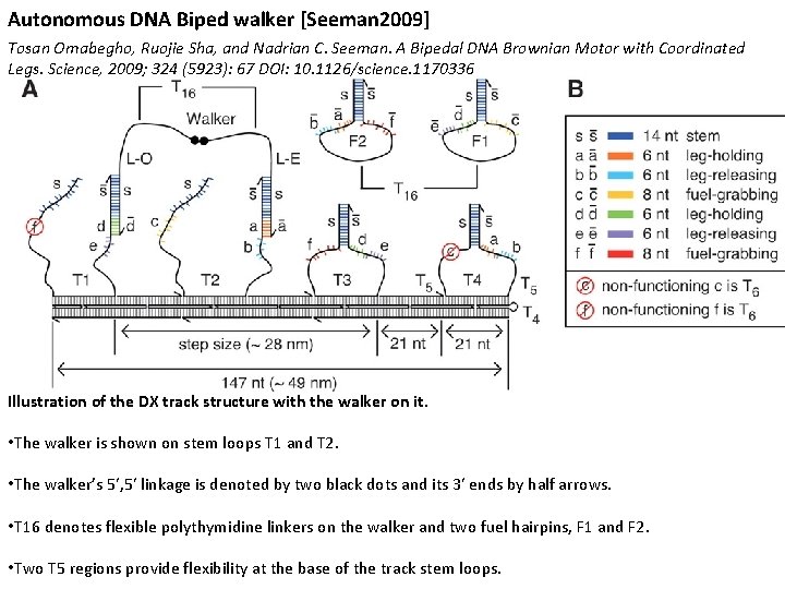 Autonomous DNA Biped walker [Seeman 2009] Tosan Omabegho, Ruojie Sha, and Nadrian C. Seeman.