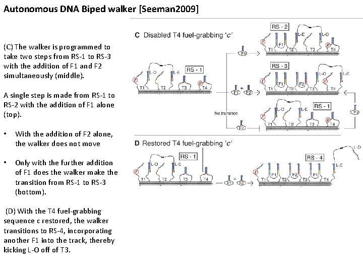 Autonomous DNA Biped walker [Seeman 2009] (C) The walker is programmed to take two
