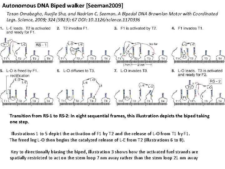 Autonomous DNA Biped walker [Seeman 2009] Tosan Omabegho, Ruojie Sha, and Nadrian C. Seeman.