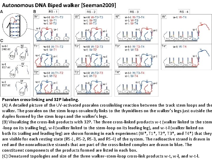 Autonomous DNA Biped walker [Seeman 2009] Tosan Omabegho, Ruojie Sha, and Nadrian C. Seeman.