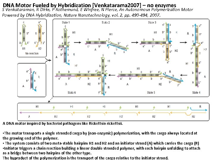 DNA Motor Fueled by Hybridization [Venkatarama 2007] – no enzymes S Venkataraman, R Dirks,
