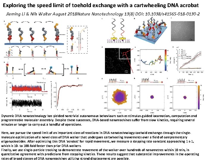 Exploring the speed limit of toehold exchange with a cartwheeling DNA acrobat Jieming Li