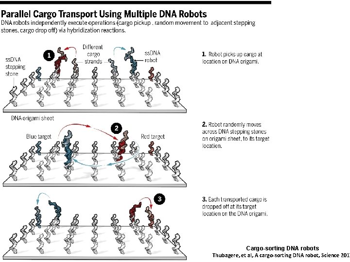Cargo-sorting DNA robots Thubagere, et al, A cargo sorting DNA robot, Science 2017 