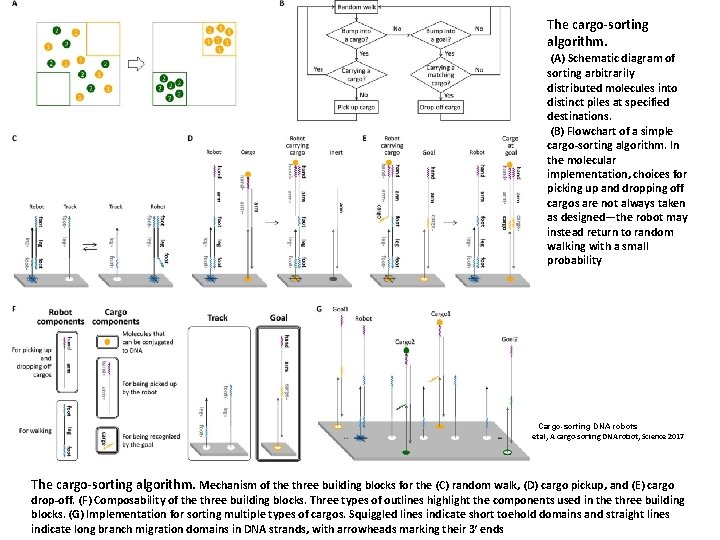The cargo sorting algorithm. (A) Schematic diagram of sorting arbitrarily distributed molecules into distinct