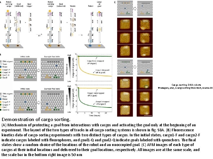 Cargo-sorting DNA robots Thubagere, et al, A cargo sorting DNA robot, Science 201 Demonstration