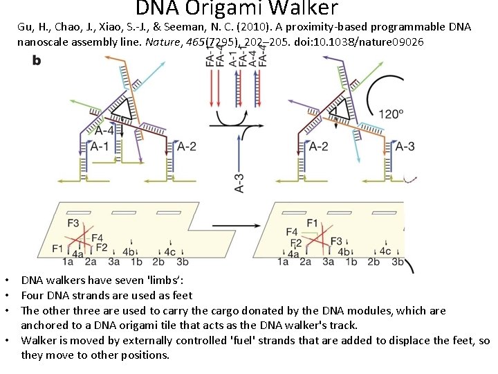DNA Origami Walker Gu, H. , Chao, J. , Xiao, S. -J. , &