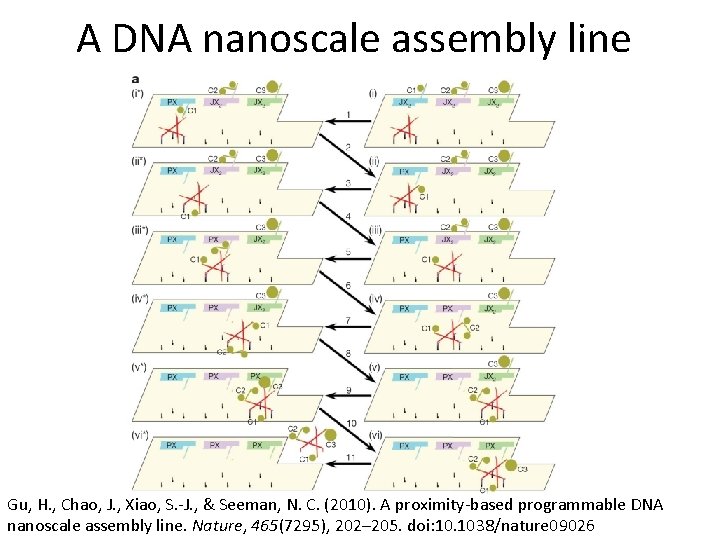 A DNA nanoscale assembly line Gu, H. , Chao, J. , Xiao, S. -J.
