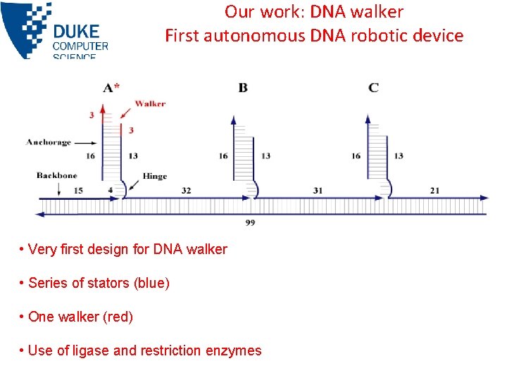 Our work: DNA walker First autonomous DNA robotic device • Very first design for