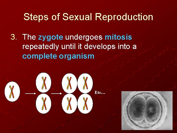Steps of Sexual Reproduction 3. The zygote undergoes mitosis repeatedly until it develops into
