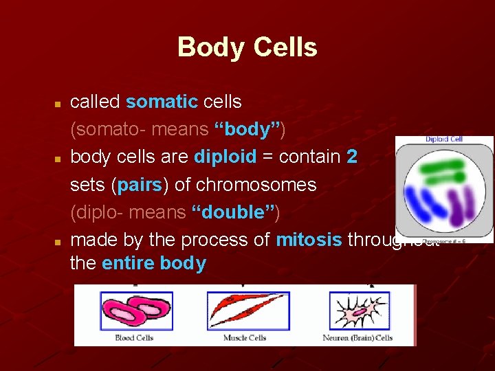 Body Cells n n n called somatic cells (somato- means “body”) body cells are